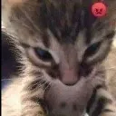 1_GatinhoBravo