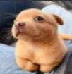 dogsideeye