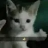 catthumbsup