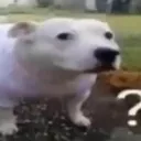 confuseddog