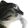 1cat