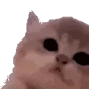 kittyJam