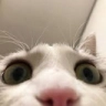 catlooking Discord emoji