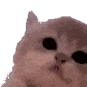 kittyjam