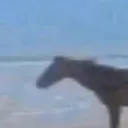 Horse7