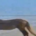 Horse8