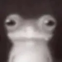 sapo