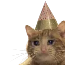 87610catcry