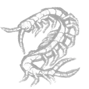 centipede