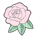 rosa