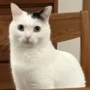 mateo