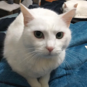 ss_fred Discord emoji
