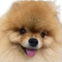 archik