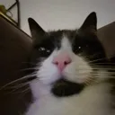 bob_confused