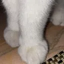 bob_feet