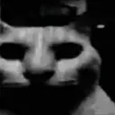 catstare
