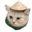timmycat