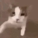 catkissgif
