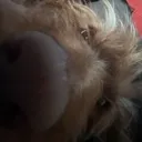dogboop