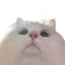 grrrr