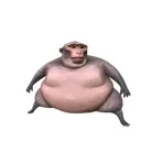 RoutundMonkee