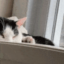 catspeeking