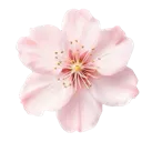 fleur_roseclair