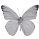 greybutterfly