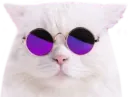 coolcat