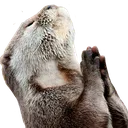 otterPrayer otterPrayer