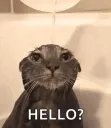 hello