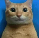 gato