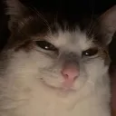 cat_evil