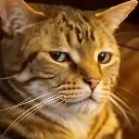 jeelastare