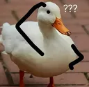 duckConfused