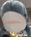 shark_stare