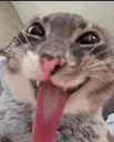 rigby