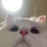 catlooking Discord emoji