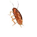 dancingcockroach dancingcockroach