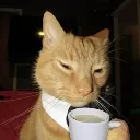 coffecat