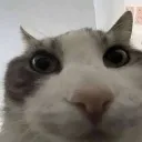 huh