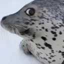 sideye