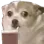 gwawaTea gwawaTea