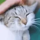 pats
