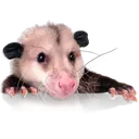 Possumancy Possumancy