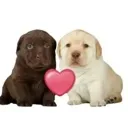 puppylove