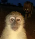 monkeystare