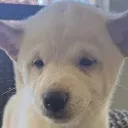 DogNamedFinger