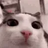 plink plink