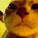 cat_party